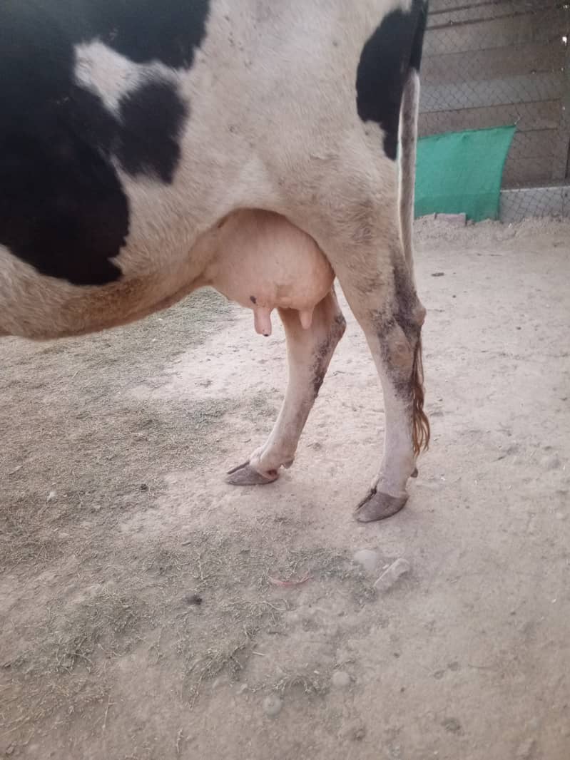 2 khobsorat cow achi nasal ke hain 2