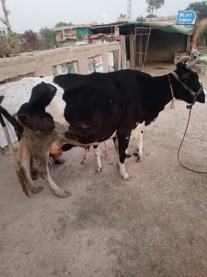 2 khobsorat cow achi nasal ke hain 3