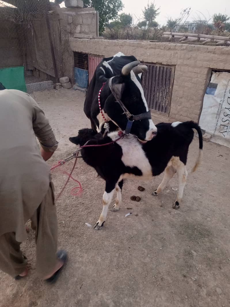 2 khobsorat cow achi nasal ke hain 4