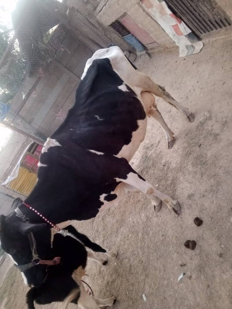 2 khobsorat cow achi nasal ke hain 5