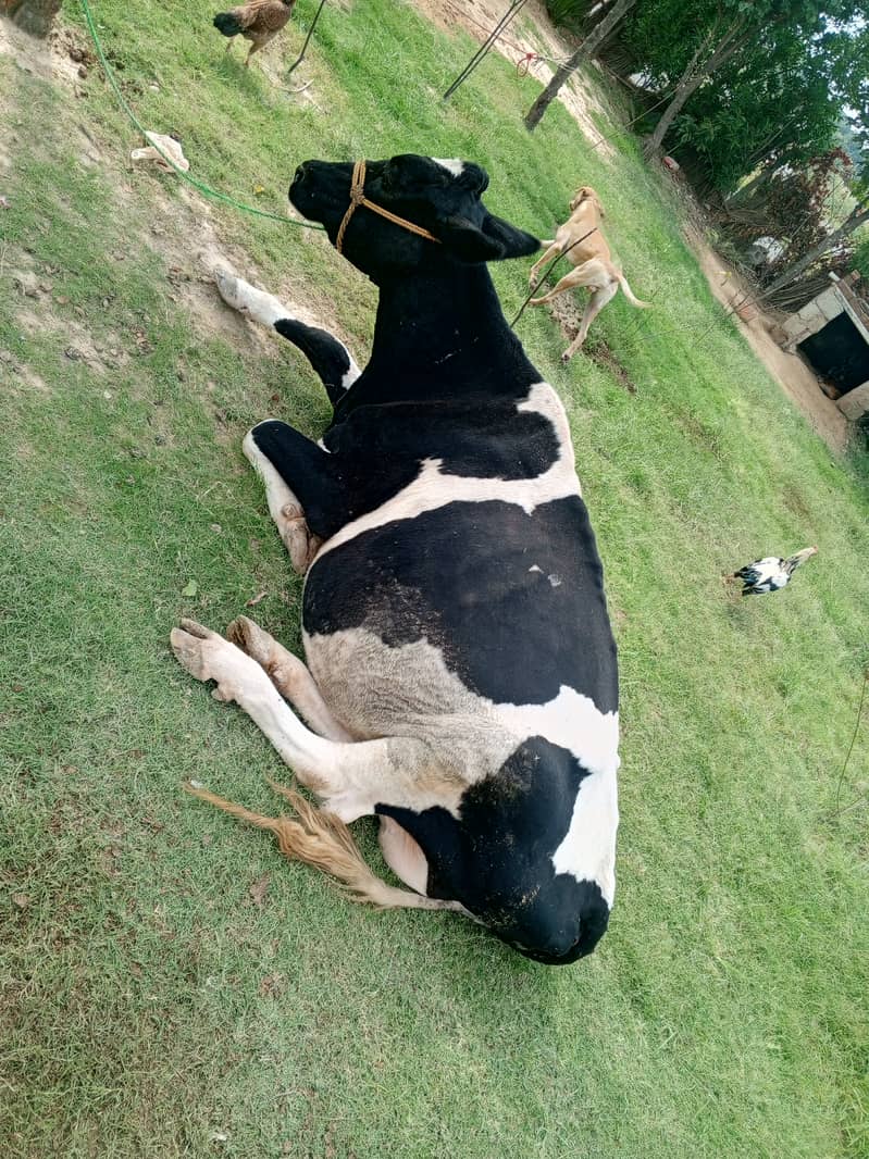 2 khobsorat cow achi nasal ke hain 6