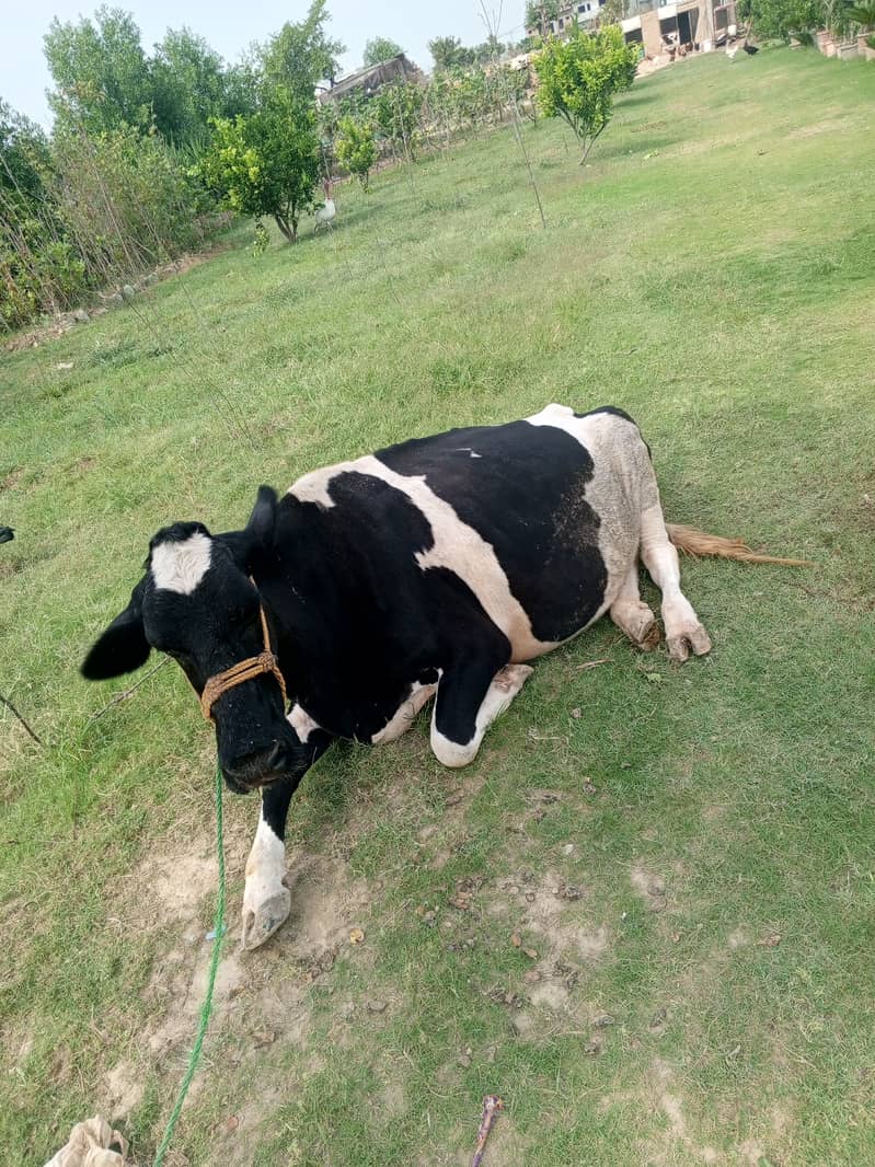 2 khobsorat cow achi nasal ke hain 7