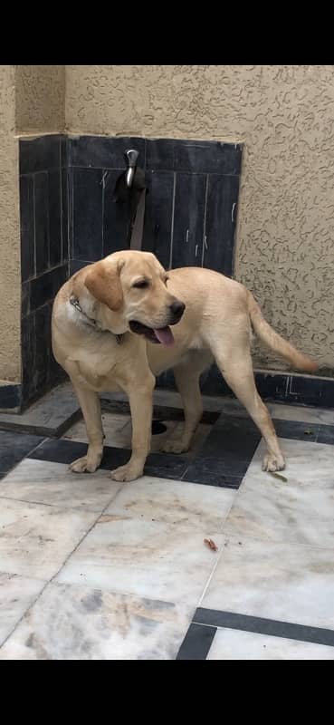 show labrador pup 1