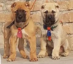 king kurdish kangal pair dabal hadi full havey bone stature for sale