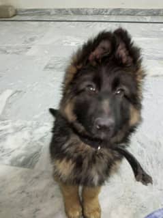 German Shepherd Male Puppy