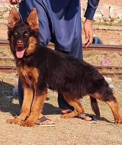 German shepherd long coat male for sale