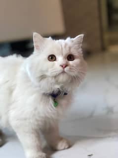 persian kitten triple coated