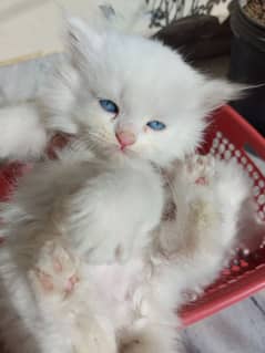 5 persian kittens available age 45 days