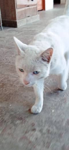 Pure Persian white cat with blue eyes