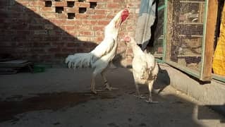 white shamo/ thai pakoye/ aurlstrplop hens setup. . . read full add