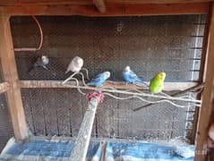 parrots bilkul okay hain inmein 2mail 5 female hai red eyes bhi hai