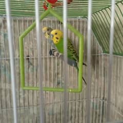 Adult budgie pair