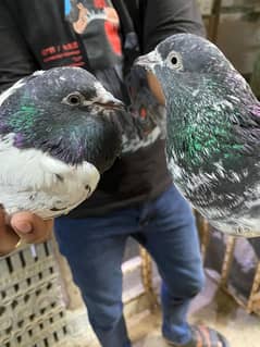 Pigeons