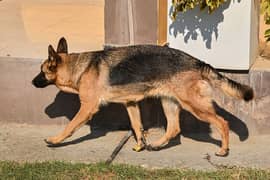 German shepherd male / female Dogs available for sale