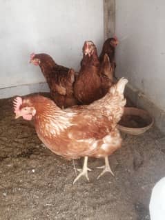 lohman brown hens(03061340234)