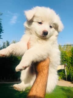 Russian pups female triple coat