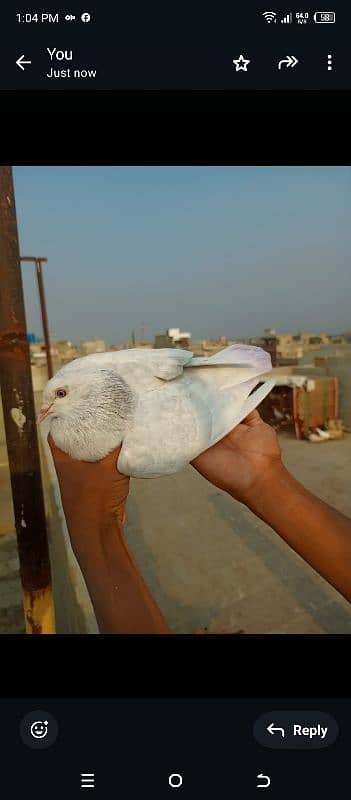 2 Lal Patti wale rangen male ha . baqi 1 pair ha kalduma or hari 7