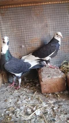 Qasad pigeon's urgent for sale.