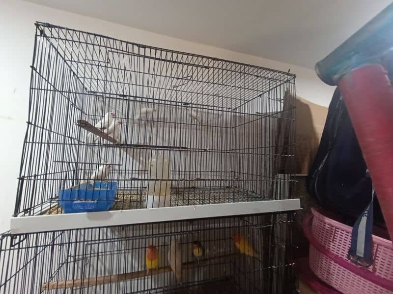 birds cage 0