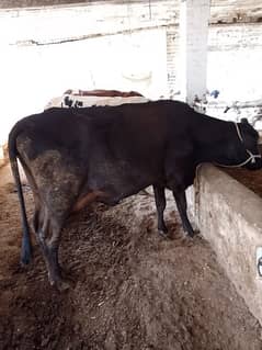 18 Liter jersey cholistani cross cow with female calf