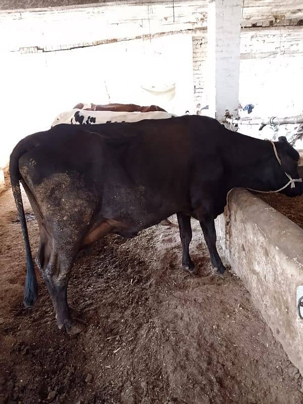 18 Liter jersey cholistani cross cow with female calf 0