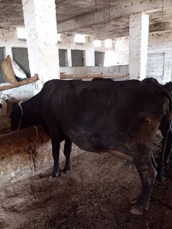 18 Liter jersey cholistani cross cow with female calf 3