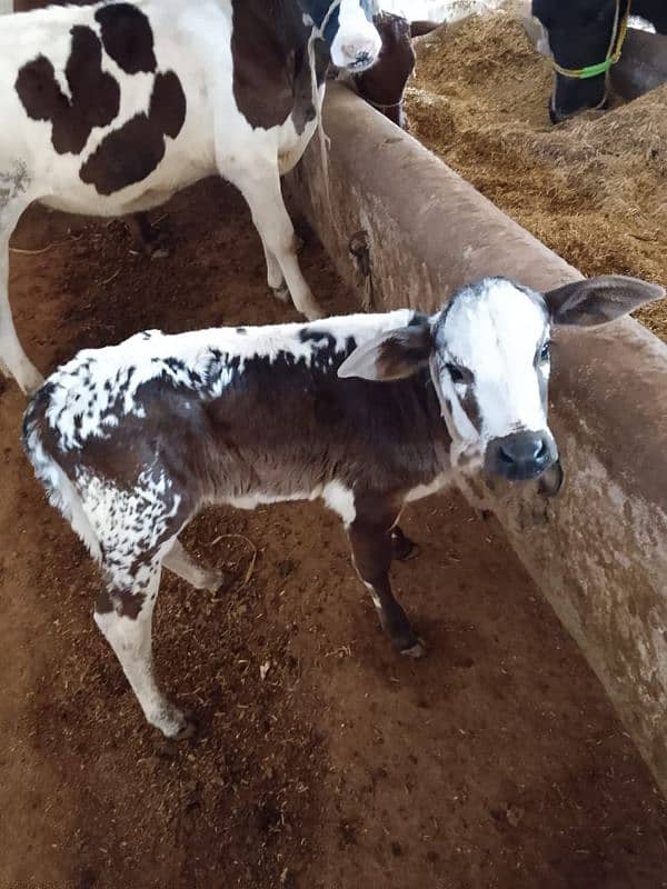 18 Liter jersey cholistani cross cow with female calf 4