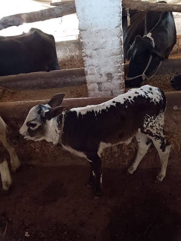 18 Liter jersey cholistani cross cow with female calf 5