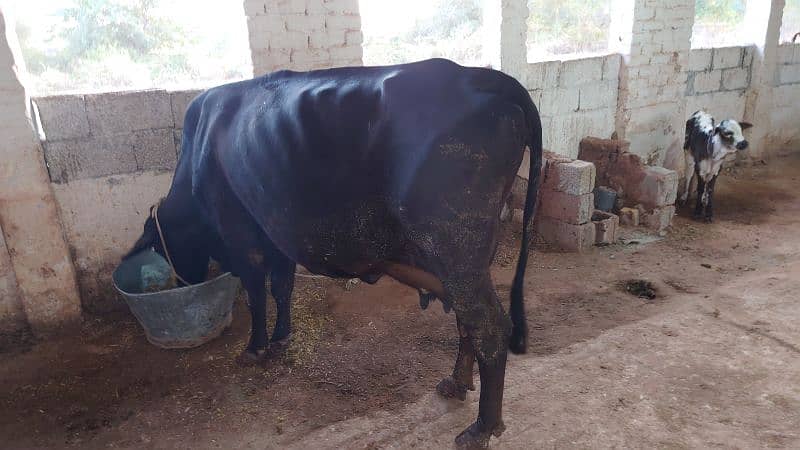 18 Liter jersey cholistani cross cow with female calf 6