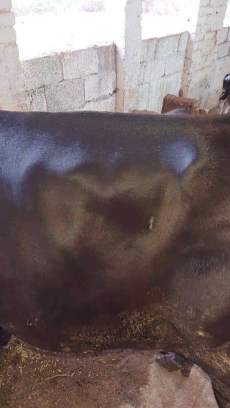 18 Liter jersey cholistani cross cow with female calf 7