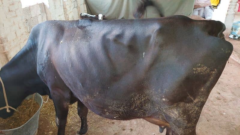 18 Liter jersey cholistani cross cow with female calf 9