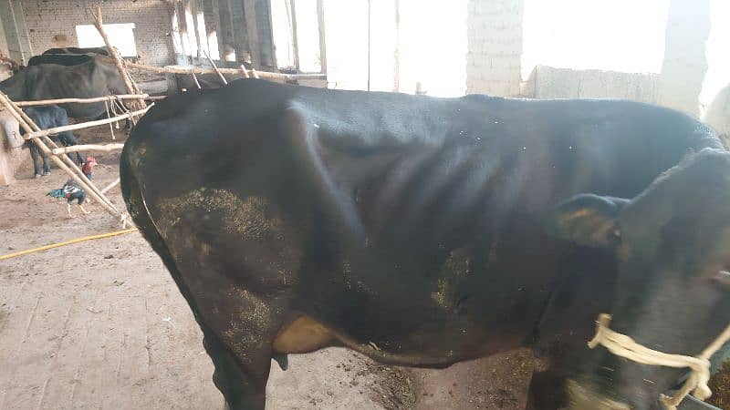 18 Liter jersey cholistani cross cow with female calf 11