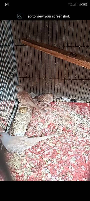 red dove breeder pair with 2chicks forsell 3