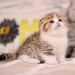 Scottish fold kittens