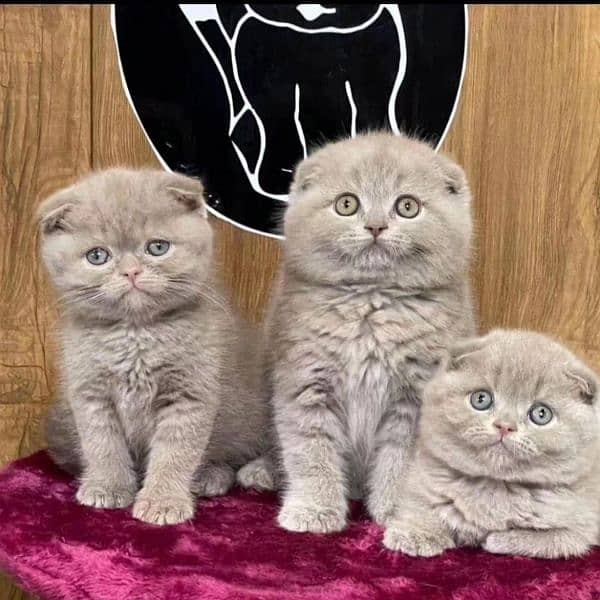 Scottish fold kittens 1