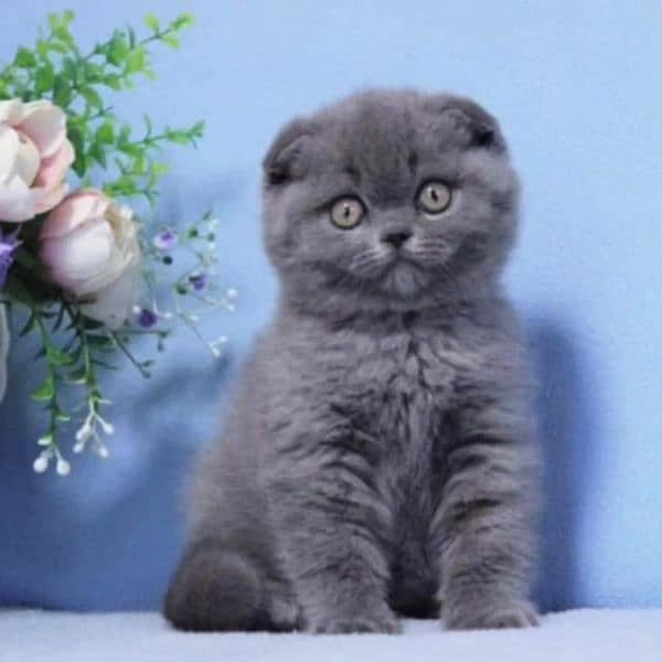 Scottish fold kittens 2