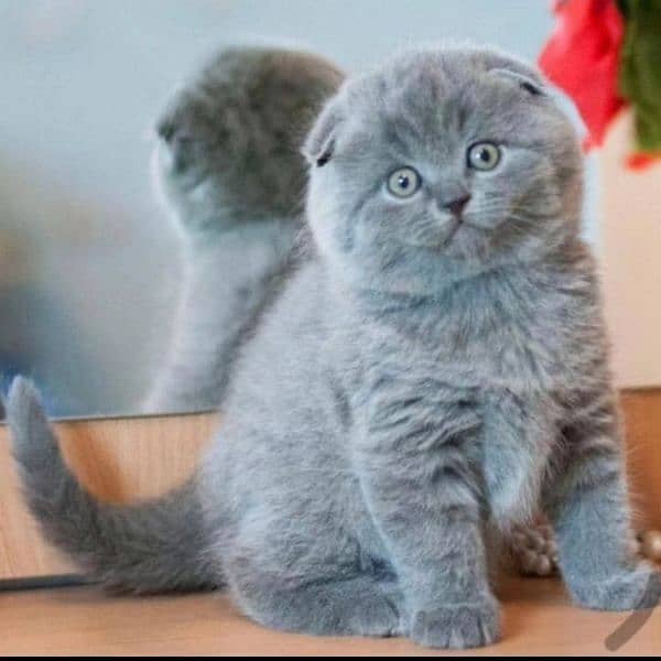 Scottish fold kittens 4