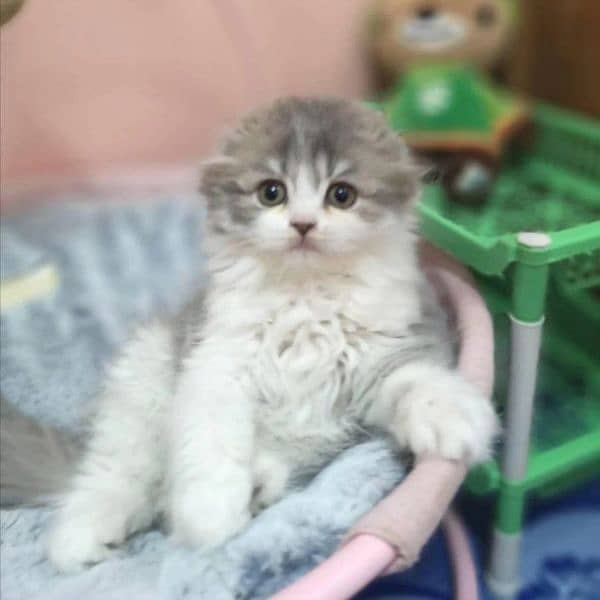 Scottish fold kittens 5