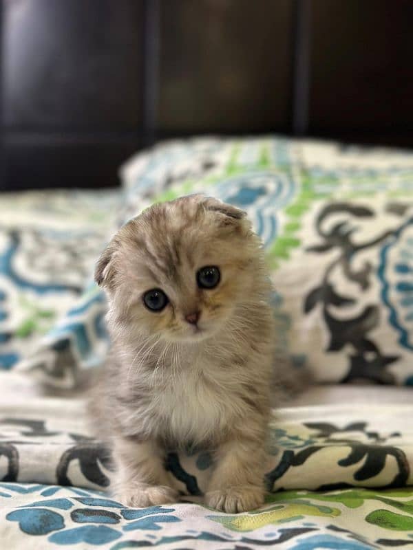 Scottish fold kittens 6