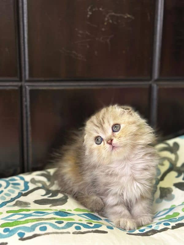 Scottish fold kittens 7