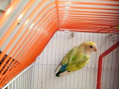 love bird breeder Female buy one get one free