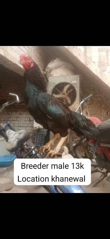 mashallah high quality madipara heera one eye male available 11