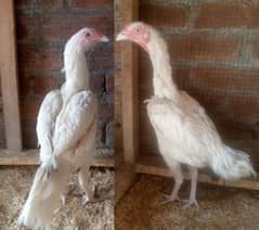 Heera female Hens for sale 03034062599