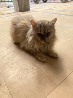 Persian cat pregnant