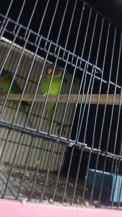 plum head bredar female sath cage b ha