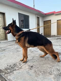 German shepherd male singal coat