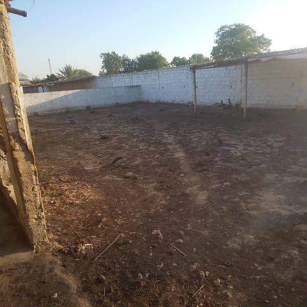 Cows shed available on rent 0