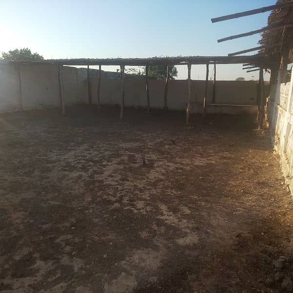 Cows shed available on rent 3