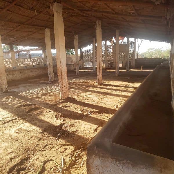 Cows shed available on rent 5