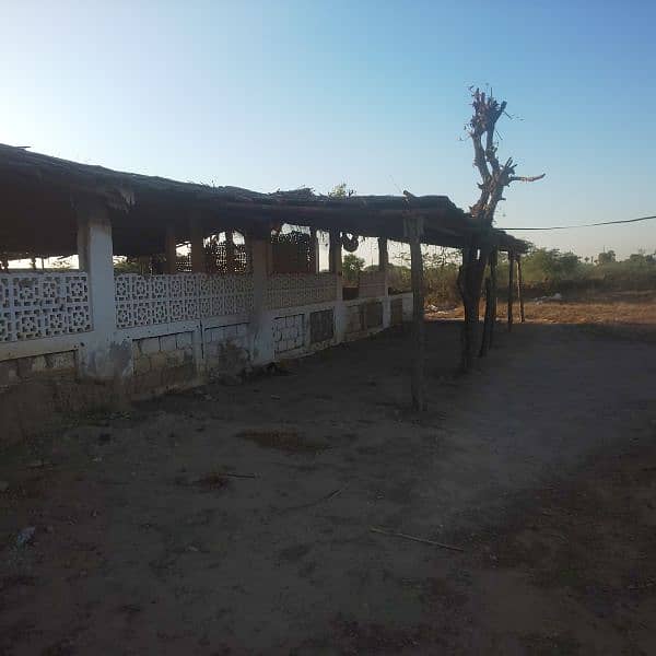 Cows shed available on rent 6